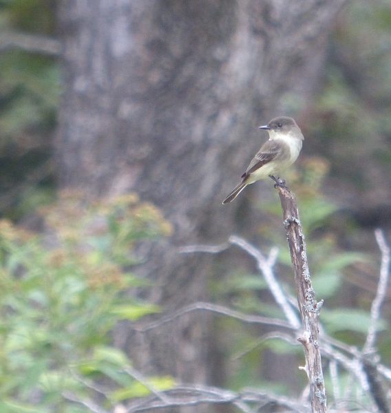 Eastern Phoebe